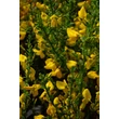 Kép 2/4 - Cytisus 'Golden Sunlight' – Zanót