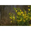 Kép 4/4 - Cytisus 'Golden Sunlight' – Zanót