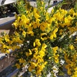 Kép 1/4 - Cytisus 'Golden Sunlight' – Zanót