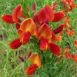 Kép 2/2 - Cytisus 'Lena' – Zanót (narancssárga)