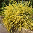 Kép 1/2 - Cytisus praecox 'Allgold' – Zanót (sötétsárga)