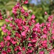 Kép 1/2 - Cytisus x praecox 'Maria Burkwood' – Korai zanót
