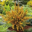 Kép 1/2 - Cytisus scoparius 'Apricot Gem' – Zanót (narancs-rózsaszín)