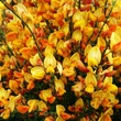 Kép 2/2 - Cytisus scoparius 'Apricot Gem' – Zanót (narancs-rózsaszín)