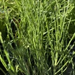 Kép 3/4 - Cytisus scoparius 'Boskoop Ruby' – Zanót (sötétpiros)