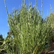 Kép 4/4 - Cytisus scoparius 'Boskoop Ruby' – Zanót (sötétpiros)