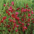 Kép 2/4 - Cytisus scoparius 'Boskoop Ruby' – Zanót (sötétpiros)