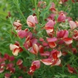 Kép 1/2 - Cytisus scoparius 'Burkwoodii' – Seprűzanót