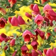 Kép 2/2 - Cytisus scoparius 'Burkwoodii' – Seprűzanót