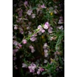 Kép 2/3 - Cytisus scoparius 'Moyclare Pink' – Zanót (halvány rózsaszín)
