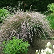 Kép 1/2 - Cytisus scoparius 'Moyclare Pink' – Zanót (halvány rózsaszín)