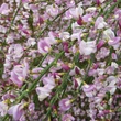 Kép 2/2 - Cytisus scoparius 'Moyclare Pink' – Zanót (halvány rózsaszín)