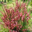 Kép 1/2 - Cytisus scoparius 'Zeelandia' – Zanót (lilás-rózsaszín)