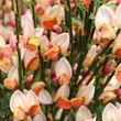 Kép 2/2 - Cytisus scoparius 'Zeelandia' – Zanót (lilás-rózsaszín)