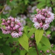 Kép 1/2 - Deutzia 'Rosea Plena' (syn.: Deutzia x hybrida 'Pink Pom-Pom') – Gyöngyvirágcserje