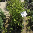 Kép 2/3 - Deutzia x hybrida 'Strawberry Fields' – Hibrid gyöngyvirágcserje