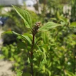 Kép 3/3 - Deutzia x hybrida 'Strawberry Fields' – Hibrid gyöngyvirágcserje