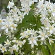 Kép 1/2 - Deutzia 'Yuki Snowflake'® – Gyöngyvirágcserje