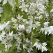 Kép 2/2 - Deutzia 'Yuki Snowflake'® – Gyöngyvirágcserje