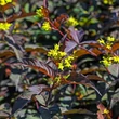 Kép 3/6 - Diervilla splendens 'Diva' – Mézelő lonc