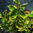 Kép 2/3 - Elaeagnus ebbingei 'Gilt Edge' - Sárga-tarka levelű ezüstfa
