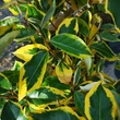 Kép 1/3 - Elaeagnus ebbingei 'Gilt Edge' - Sárga-tarka levelű ezüstfa