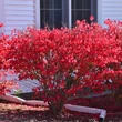 Kép 1/3 - Euonymus alatus 'Chicago Fire'  - Szárnyas kecskerágó