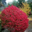 Kép 1/3 - Euonymus alatus 'Fire Ball' – Szárnyas kecskerágó