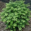 Kép 2/3 - Euonymus alatus Little Moses 'Odom' – Szárnyas kecskerágó