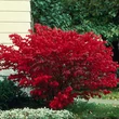 Kép 1/3 - Euonymus alatus Little Moses 'Odom' – Szárnyas kecskerágó