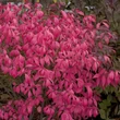 Kép 1/6 - Euonymus alatus 'Unforgetable Fire' – Szárnyas kecskerágó