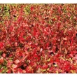 Kép 1/6 - Euonymus fortunei 'Dart's Blanket' – Kúszó kecskerágó