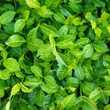 Kép 4/6 - Euonymus fortunei 'Dart's Blanket' – Kúszó kecskerágó