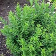 Kép 1/2 - Euonymus europaeus var. Pumilus – Kecskerágó