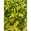 Kép 2/6 - Euonymus japonicus 'Exstase' – Japán kecskerágó