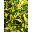 Kép 3/6 - Euonymus japonicus 'Exstase' – Japán kecskerágó