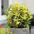 Kép 4/6 - Euonymus japonicus 'Exstase' – Japán kecskerágó