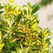 Kép 5/6 - Euonymus japonicus 'Exstase' – Japán kecskerágó