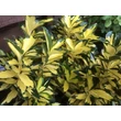 Kép 6/6 - Euonymus japonicus 'Exstase' – Japán kecskerágó