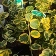 Kép 2/2 - Euonymus fortunei 'Canadale Gold' - Arany kúszó kecskerágó