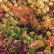 Kép 6/6 - Euonymus fortunei 'Dart's Blanket' – Kúszó kecskerágó