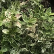 Kép 1/3 - Euonymus fortunei 'Harlequin' – Kúszó kecskerágó