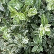 Kép 2/3 - Euonymus fortunei 'Harlequin' – Kúszó kecskerágó