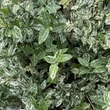 Kép 3/3 - Euonymus fortunei 'Harlequin' – Kúszó kecskerágó