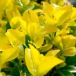 Kép 2/6 - Euonymus japonicus 'Eldorado' – Japán kecskerágó
