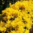 Kép 3/6 - Euonymus japonicus 'Eldorado' – Japán kecskerágó