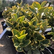 Kép 1/2 - Euonymus japonicus 'Aureovariegatus' – Japán kecskerágó