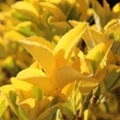 Kép 4/6 - Euonymus japonicus 'Eldorado' – Japán kecskerágó
