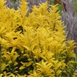 Kép 5/6 - Euonymus japonicus 'Eldorado' – Japán kecskerágó