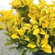 Kép 6/6 - Euonymus japonicus 'Eldorado' – Japán kecskerágó
